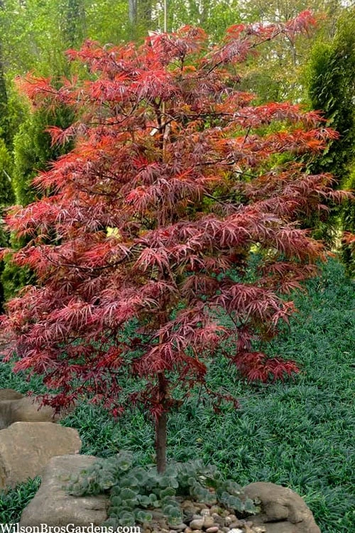 Lionheart Japanese Maple - 5 Gallon Pot - Image 4