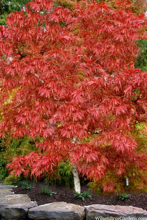 Lionheart Japanese Maple - 5 Gallon Pot - Image 6