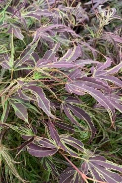 Manyo No Sato Purple Leaf Japanese Maple - 3 Gallon Pot (2-3')