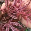 Crescent Moon Japanese Maple (Acer Palmatum 'Mikazuki') - 5 Gallon Pot