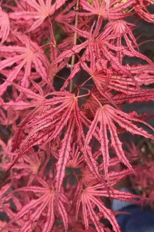 Crescent Moon Japanese Maple (Acer Palmatum 'Mikazuki') - 3 Gallon Pot (5-6') - Image 8