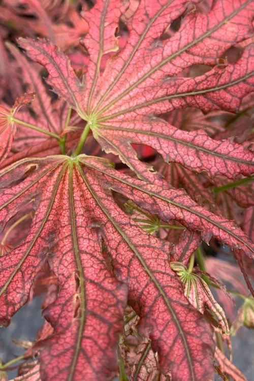 Crescent Moon Japanese Maple (Acer Palmatum 'Mikazuki') - 3 Gallon Pot (5-6') - Image 6