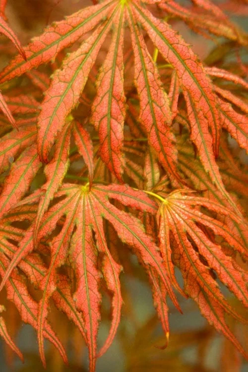 Crescent Moon Japanese Maple (Acer Palmatum 'Mikazuki') - 3 Gallon Pot (5-6') - Image 7