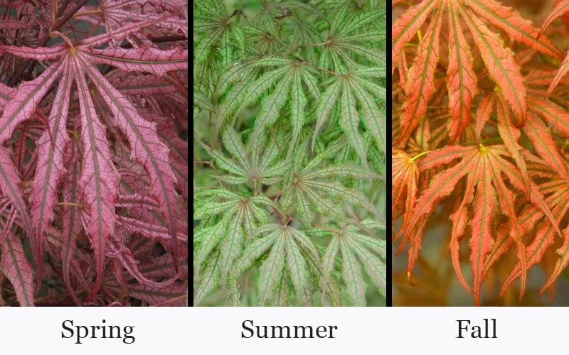 Crescent Moon Japanese Maple (Acer Palmatum 'Mikazuki') - 3 Gallon Pot (5-6') - Image 4