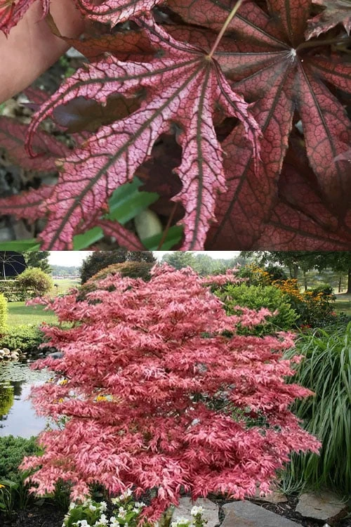 Crescent Moon Japanese Maple (Acer Palmatum 'Mikazuki') - 3 Gallon Pot (5-6') - Image 5