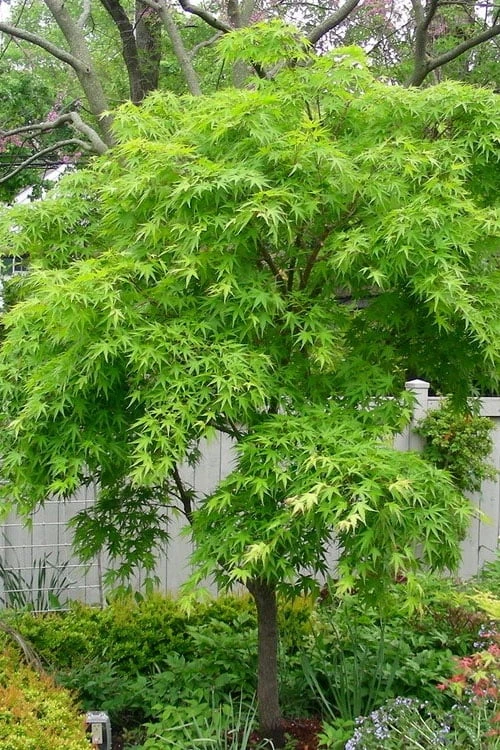Pine Bark Japanese Maple (Acer Palmatum 'Nishiki Gawa) - 5 Gallon Pot - Image 6
