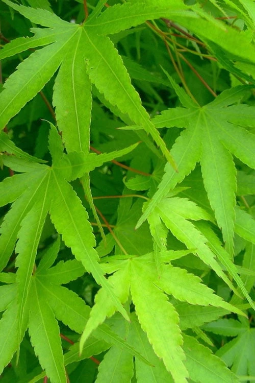 Pine Bark Japanese Maple (Acer Palmatum 'Nishiki Gawa) - 5 Gallon Pot - Image 8