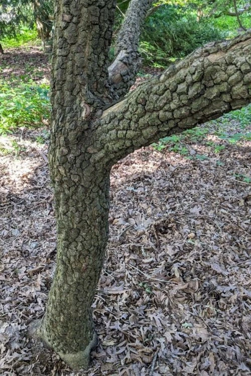 Pine Bark Japanese Maple (Acer Palmatum 'Nishiki Gawa) - 5 Gallon Pot - Image 5