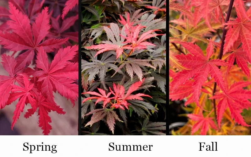 Orion Dwarf Red Japanese Maple - 5 Gallon Pot - Image 5