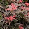 Orion Dwarf Red Japanese Maple - 5 Gallon Pot