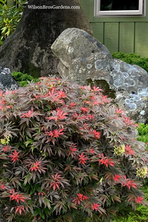 Orion Dwarf Red Japanese Maple - 5 Gallon Pot - Image 4