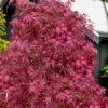 Pink Ballerina Japanese Maple - 1 Gallon Pot