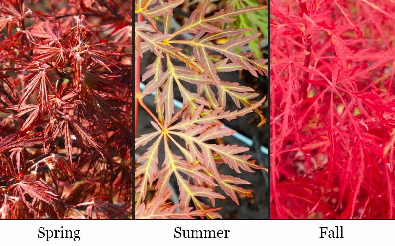 Scarlet Princess Dwarf Japanese Maple - 3 Gallon Pot - Image 4