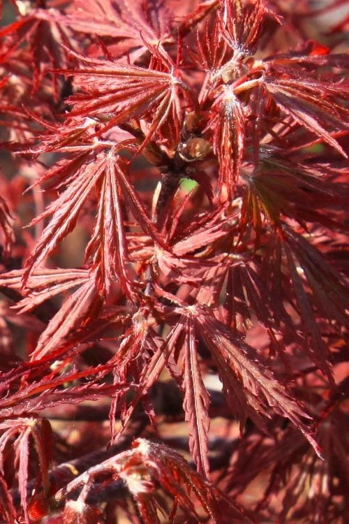 Scarlet Princess Dwarf Japanese Maple - 3 Gallon Pot - Image 5