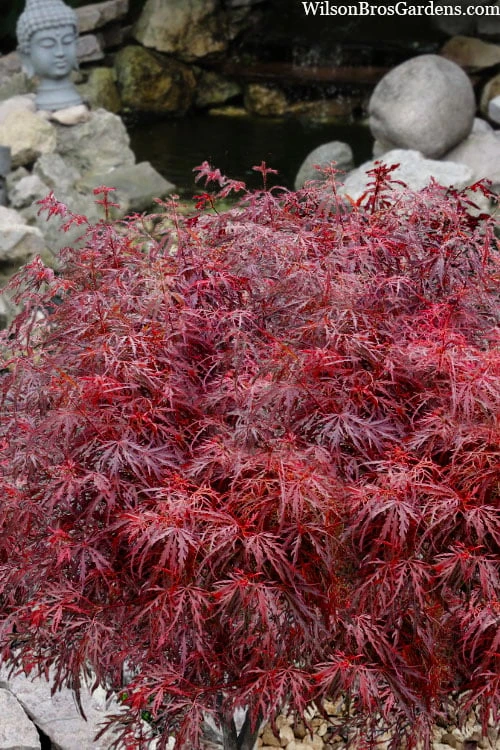Scarlet Princess Dwarf Japanese Maple - 3 Gallon Pot