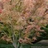 Beni Schichihenge Japanese Maple - 5 Gallon Pot