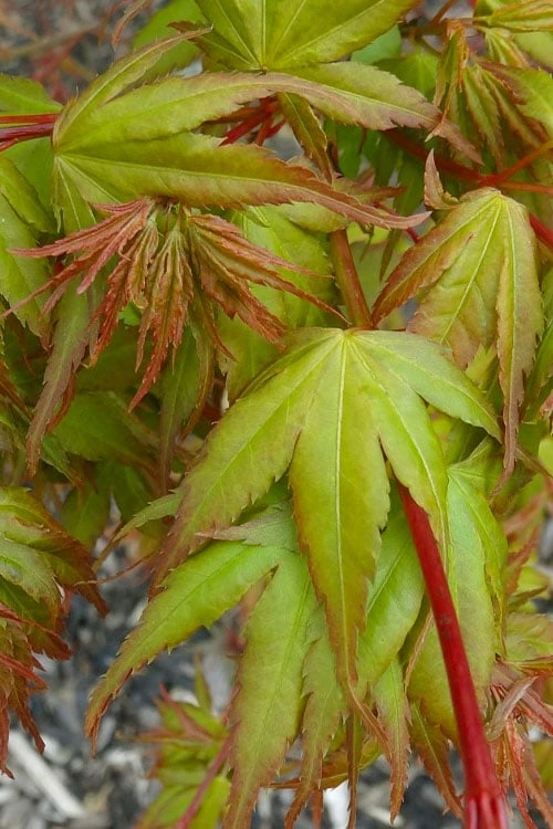 Sekka Yatsubusa Japanese Maple - 3 Gallon Pot - Image 7