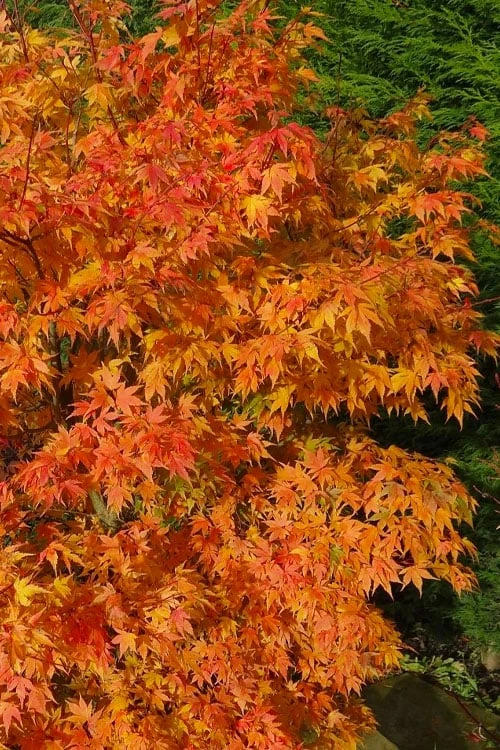 Sekka Yatsubusa Japanese Maple - 3 Gallon Pot - Image 6