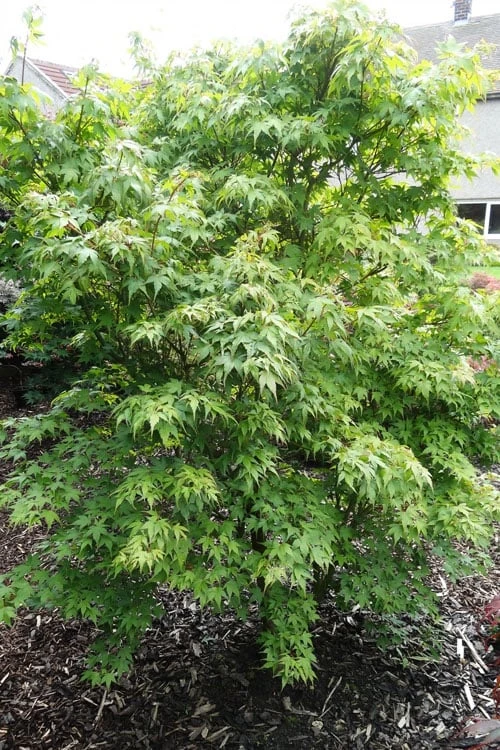 Sekka Yatsubusa Japanese Maple - 3 Gallon Pot - Image 5