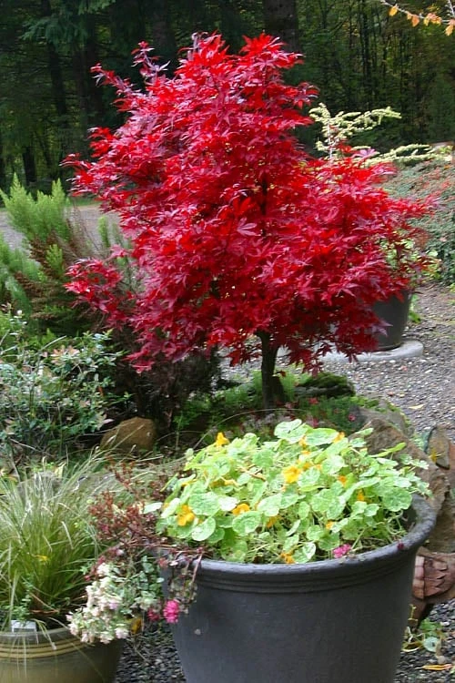 Shaina Dwarf Red Japanese Maple (Single Trunk / Standard) - 5 Gallon Pot - Image 5