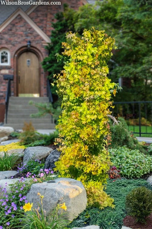 Skyscraper Columnar Japanese Maple - 1 Gallon Pot