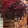Suminagashi Red Leaf Japanese Maple - 5 Gallon Pot
