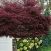 Tamukeyama Dwarf Red Japanese Maple - 5 Gallon Pot (High Grafted Tree Form)