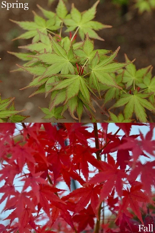 Tsukasa Silhouette Japanese Maple - 3 Gallon Pot (3.5-4.5') - Image 4