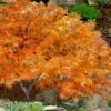 Villa Taranto Japanese Maple - 5 Gallon Pot
