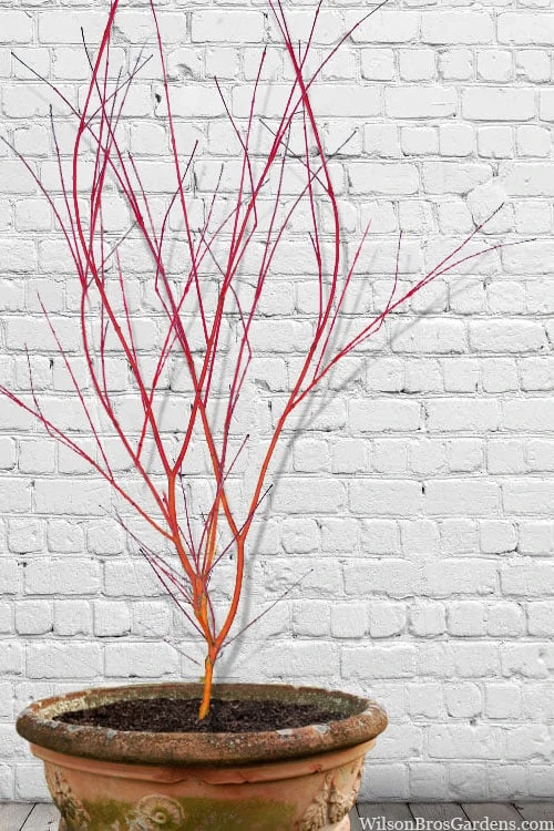 Wild Fire Coral Bark Japanese Maple - 3 Gallon Pot - Image 4