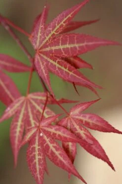 Yezo Nishiki Japanese Maple - 5 Gallon Pot (6-7')
