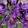 Ever Amethyst Agapanthus (Lily Of The Nile) - 3 Gallon Pot