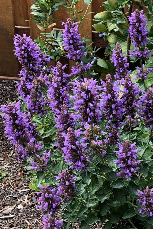 Poquito Dark Blue Agastache (Hummingbird Mint) - 1 Gallon Pot - Image 4