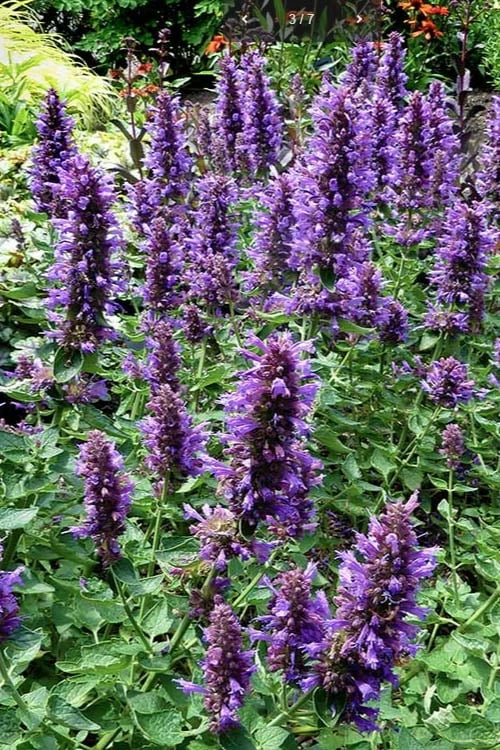 Poquito Dark Blue Agastache (Hummingbird Mint) - 1 Gallon Pot - Image 5