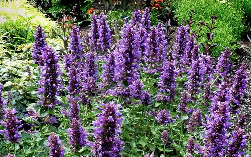 Poquito Dark Blue Agastache (Hummingbird Mint) - 1 Gallon Pot - Image 6