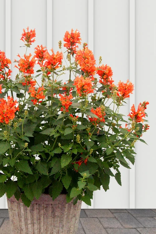 Poquito Orange Agastache (Hummingbird Mint) - 1 Gallon Pot