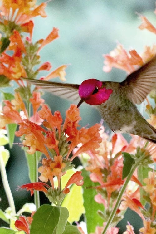 Poquito Orange Agastache (Hummingbird Mint) - 1 Gallon Pot - Image 5