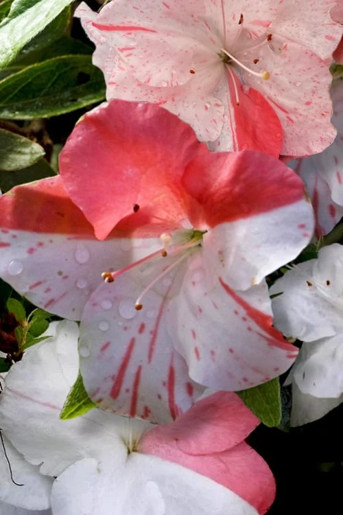 Astronaut Azalea - 3 Gallon Pot - Image 5