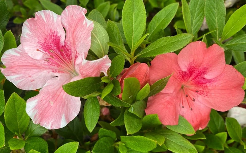 Lady Cavendish Azalea - 1 Gallon Pot - Image 5