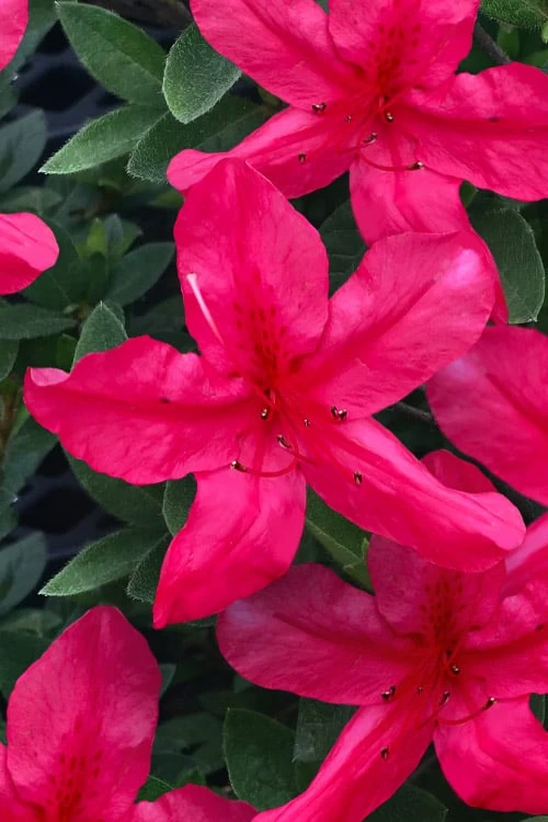 Gloria Deep Pink Sawada Azalea - 1 Gallon Pot