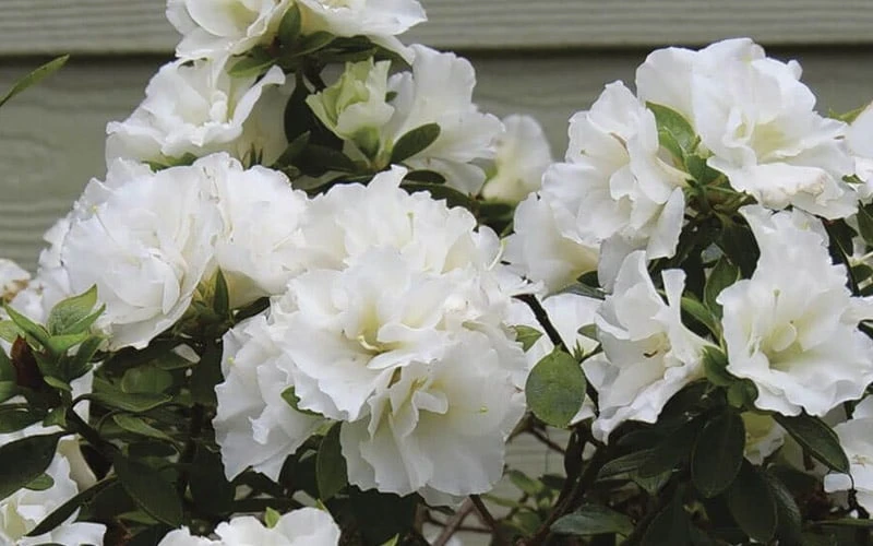 Perfecto Mundo Double White Reblooming Azalea - 2 Gallon Pot - Image 4