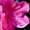 Pink Formosa Azalea - 3 Gallon Pot