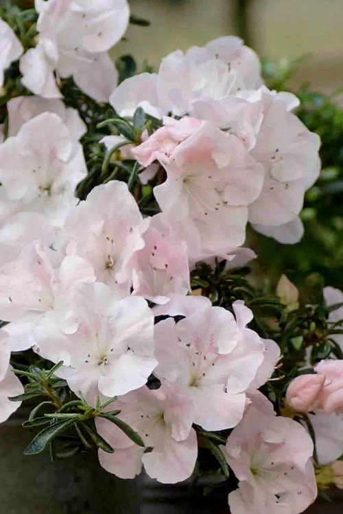 Tsuki No Shimo Satsuki Azalea - 1 Gallon Pot - Image 7