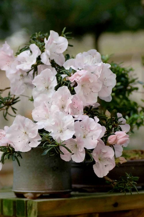 Tsuki No Shimo Satsuki Azalea - 3 Gallon Pot - Image 11