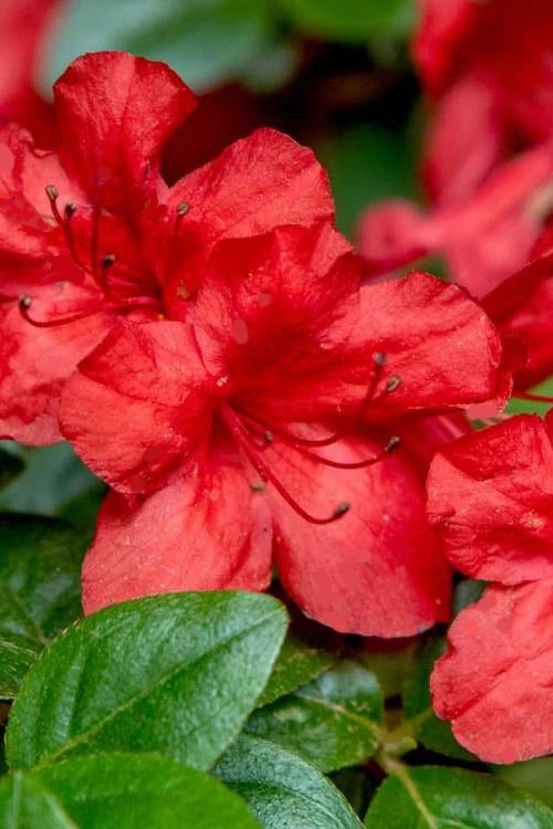 Stewartstonian Azalea - 3 Gallon Pot - Image 4