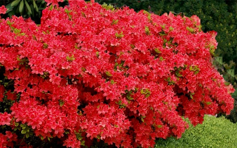 Stewartstonian Azalea - 3 Gallon Pot - Image 7