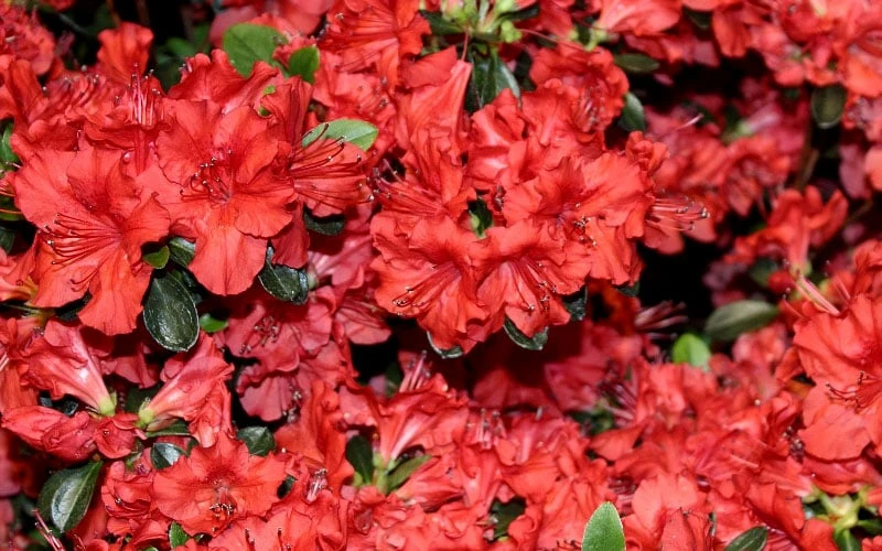 Stewartstonian Azalea - 3 Gallon Pot - Image 9