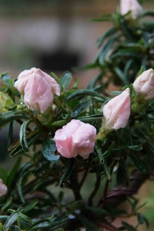 Tsuki No Shimo Satsuki Azalea - 3 Gallon Pot - Image 10