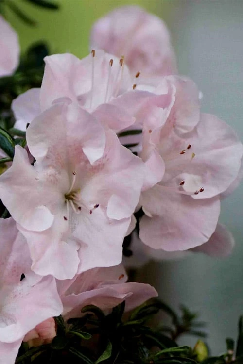 Tsuki No Shimo Satsuki Azalea - 3 Gallon Pot - Image 4