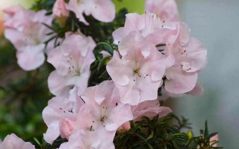 Tsuki No Shimo Satsuki Azalea - 3 Gallon Pot - Image 9